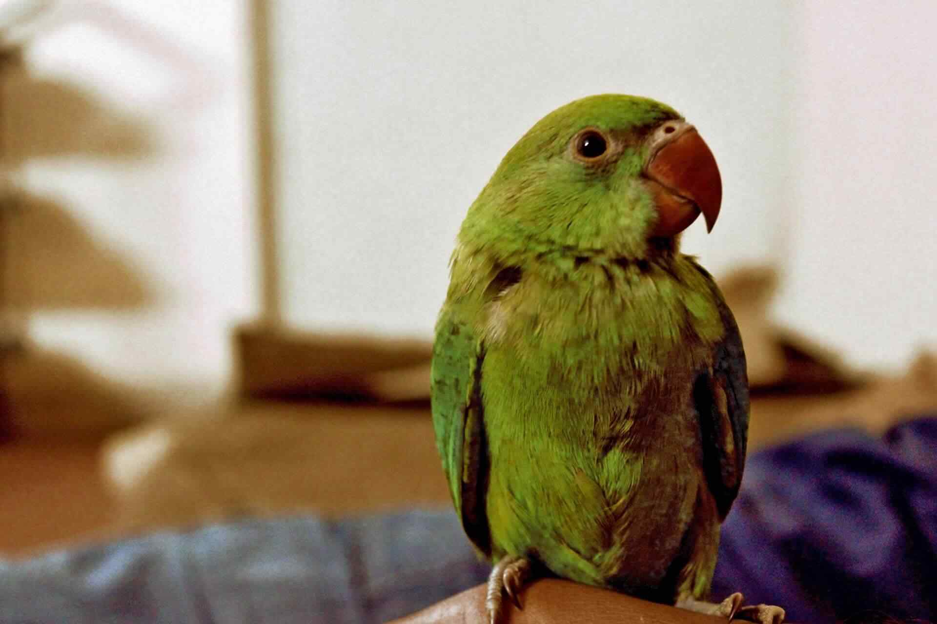 Yes! More Australian night parrots discovered
